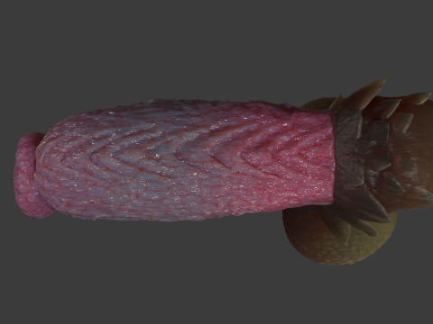 Fantasy Dragon Eragan Penis Sextoy Rigged 3D-Modell