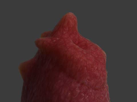 Fantasy Spyke Penis Sextoy Low poly Rigged 3D Model