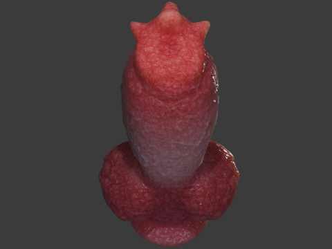Fantasy Spyke Penis Sextoy Low poly Rigged 3D Model