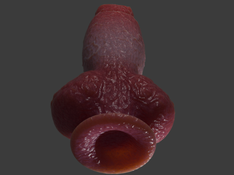 Fantasy Spyke Penis Sextoy Low poly Rigged 3D Model