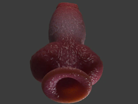 Fantasy Spyke Penis Sextoy Low poly Rigged 3D Model