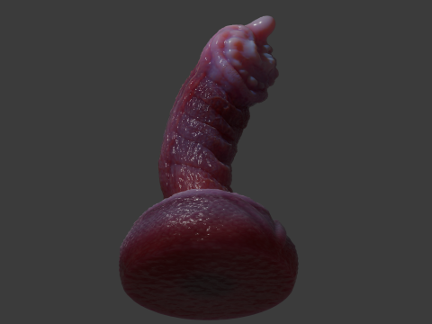 Fantasy Nikrann Dragon Penis Sextoy Low Poly Rigged 3D 模型