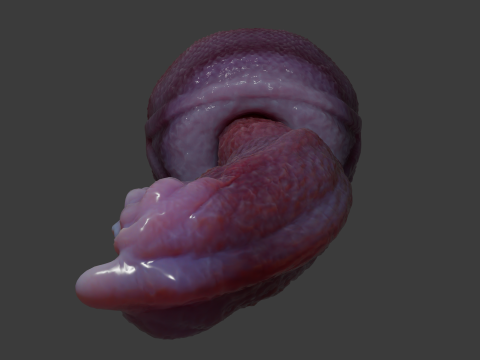 Fantasy Nikrann Dragon Penis Sextoy Low Poly Rigged 3D 模型
