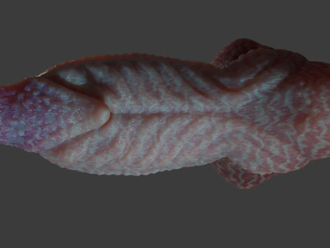 Fantasy Alien Gurax Penis Sextoy Rigged 3D Model