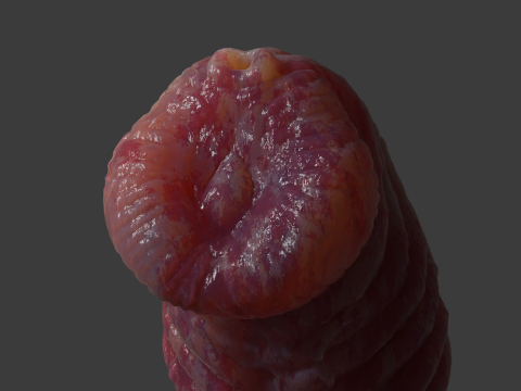 Fantasy Dragon Penis Sextoy Knottinham Rigged 3D Модель