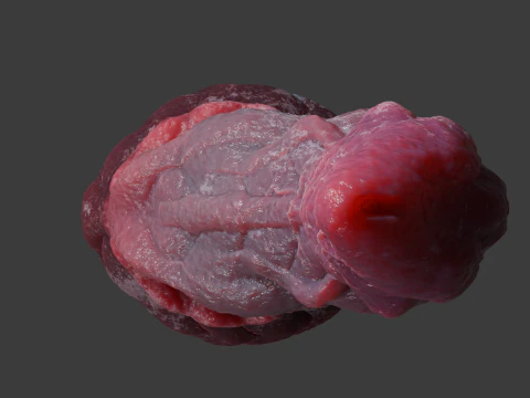 Fantasy Dragon Penis Sextoy Gorgrand Rigged 3D Модель