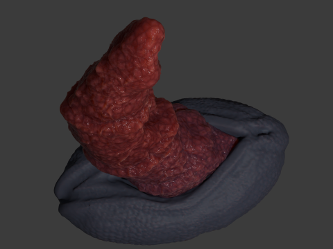 Fantasy Dragon Penis Sextoy Bordrazt Rigged Modelo 3D