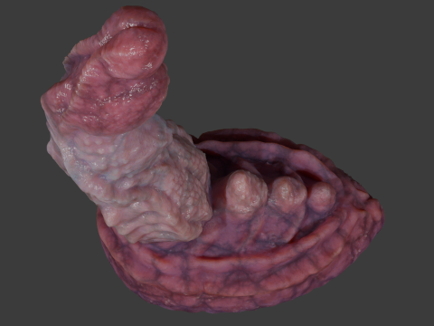 Dragon Penis Sextoy Lariastrax Low Poly Rigged Animated 3D Model