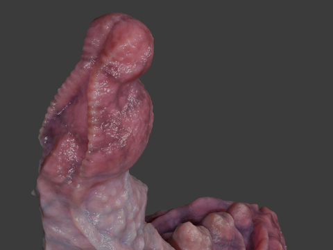 Dragon Penis Sextoy Lariastrax Low Poly Rigged Animated 3D Model