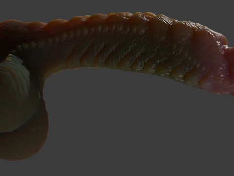 Kudran Dragon Penis Lowpoly Rigged 3D Model