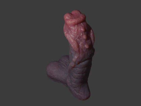 Fantasy Sevanor Dragon Penis Sextoy Rigged 3D Model
