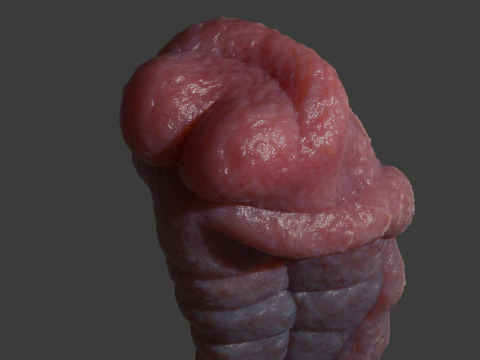 Fantasy Sevanor Dragon Penis Sextoy Rigged 3D Model
