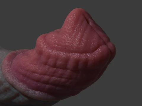 Fantasy Borthor Dragon Penis Sextoy Rigged 3D Model