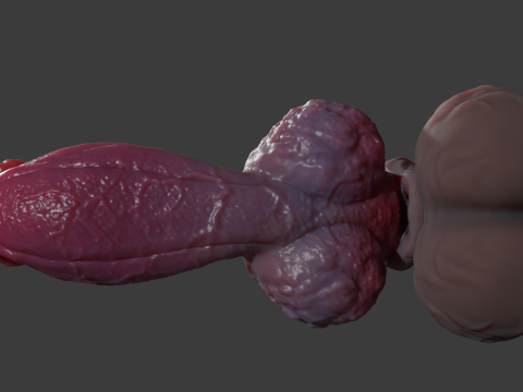 Jack Furry Werewolf Penis Sextoy Rigged 3D Model