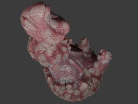 Fantasy Rosagante Dragon Penis Sextoy 3D Model