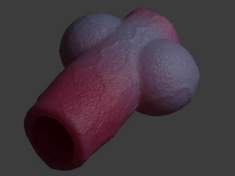Dog Penis Sheath Lowpoly and Highpoly 3D Model
