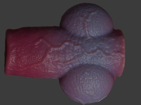 Dog Penis Sheath Lowpoly and Highpoly 3D Model