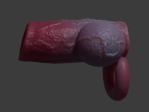 Dog Penis Sheath Lowpoly and Highpoly 3D Model