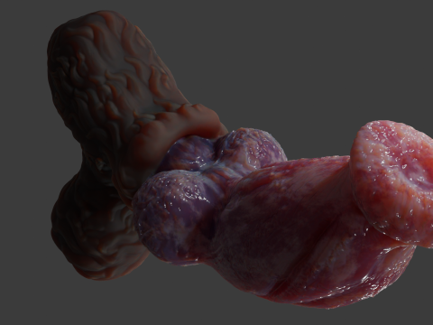 Fantasy Thain Werewolf Penis Rigged Lowpoly and Highpoly 3D मॉडल