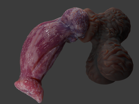 Fantasy Thain Werewolf Penis Rigged Lowpoly and Highpoly 3D मॉडल