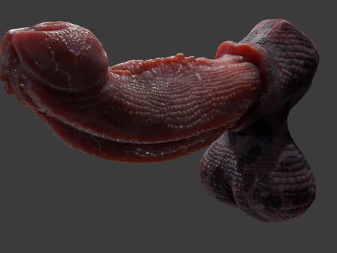 Fantasy Diragan Dragon Penis Rigged 3D Model