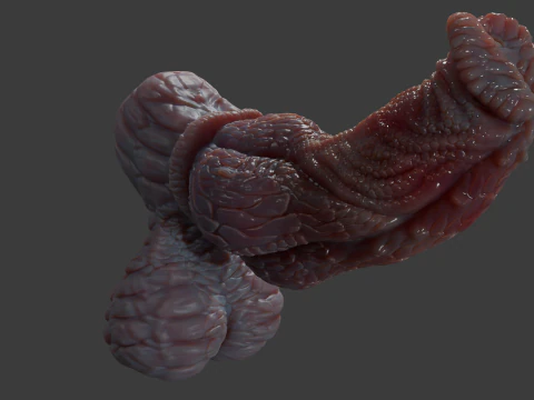 Fantasy Pathrax Dragon Penis Sextoy Rigged 3D Model