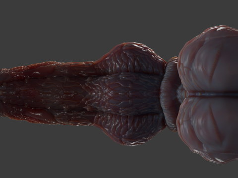 Fantezi Pathrax Ejderha Penis Seks Oyuncakları Arma 3D Model