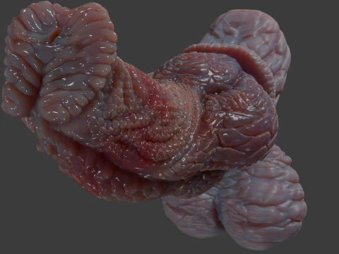 Fantasy Pathrax Dragon Penis Sextoy Rigged 3D Model