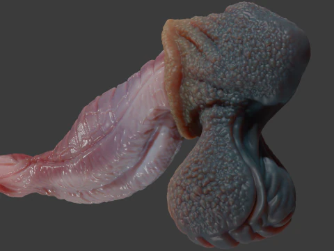Fantasy Darintax Dragon Penis Rigged 3D Model