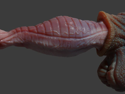 Fantasy Darintax Dragon Penis Rigged 3D Model