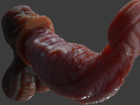 Fantasy Darintax Dragon Penis Rigged 3D Model