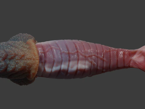 Fantasy Darintax Dragon Penis Rigged 3D Model