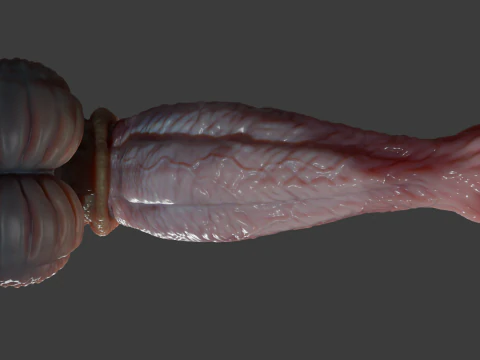 Fantasy Darintax Dragon Penis Rigged 3D Model