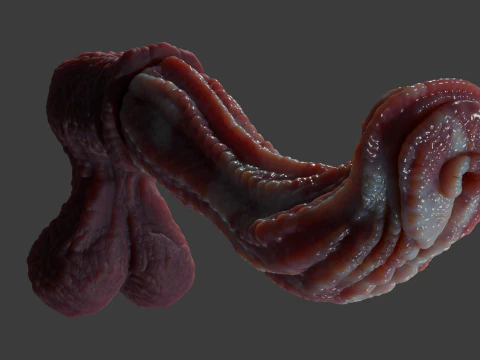 Fantasy Alien Horse Penis Rigged 3D Model