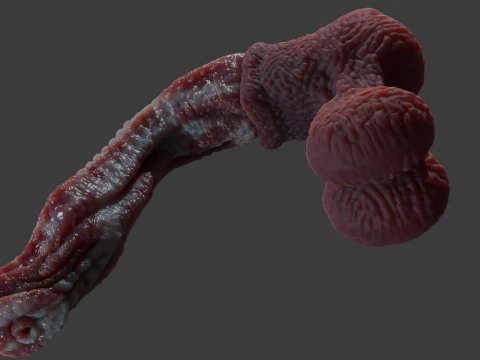 Fantasy Alien Horse Penis Rigged 3D Model