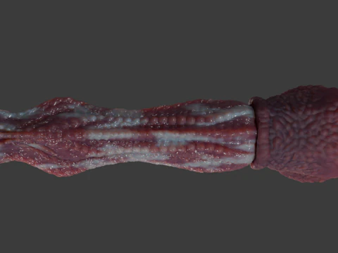 Fantasy Alien Horse Penis Rigged 3D Model