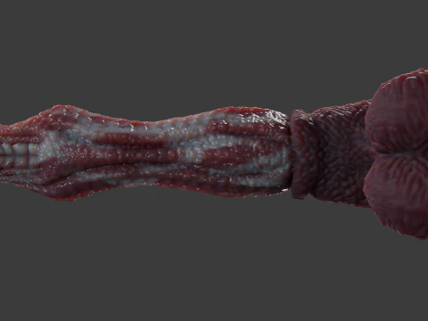 Fantasy Alien Horse Penis Rigged 3D Model
