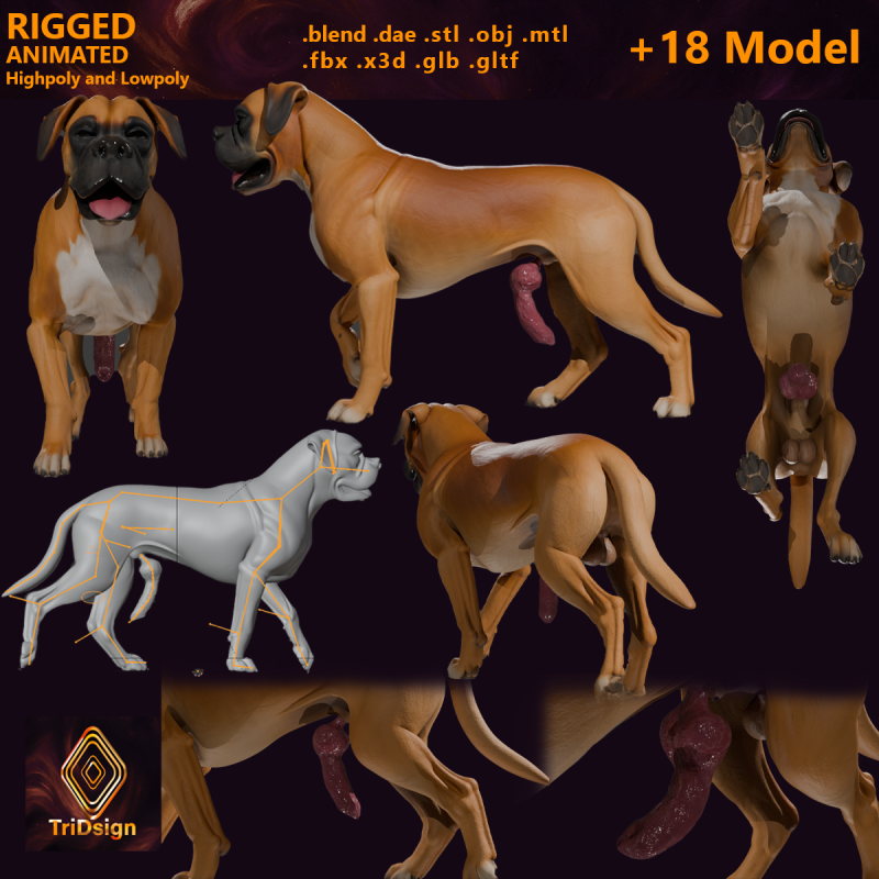 कठोर लिंग वाला बॉक्सर कुत्ता 3D मॉडल .c4d .max .obj .3ds .fbx .stl .blend