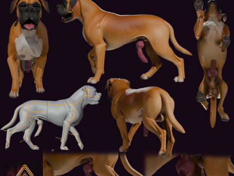 ペニスを装備したボクサー犬 3Dモデル