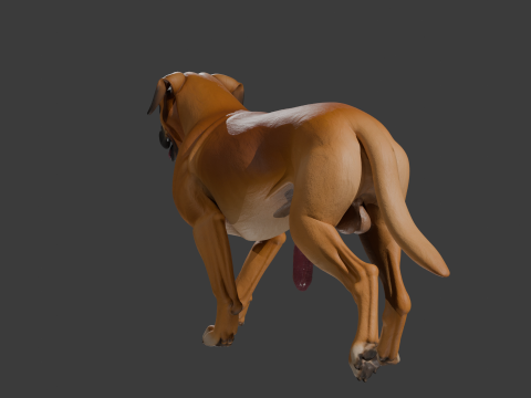 Penis Donanımlı Boxer K&ouml;pek 3D Model