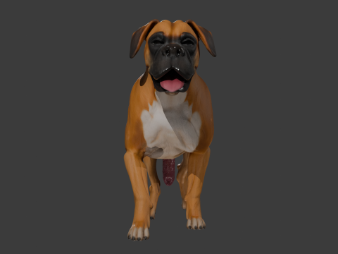 Penis Donanımlı Boxer K&ouml;pek 3D Model