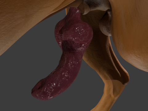 Penis Donanımlı Boxer K&ouml;pek 3D Model