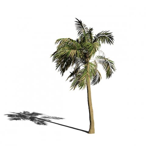 palm tree animation 3D 模型 .c4d .max .obj .3ds .fbx .stl .blend 