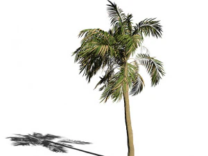 palm tree animation 3D Model