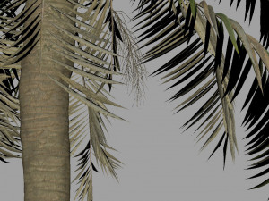 palm tree animation 3D 模型