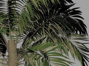 palm tree animation 3D 模型