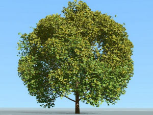 grande &aacute;rvore e efeito de vento Modelo 3D