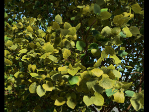 big tree and wind effect 3D Модель