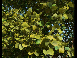 Эффект большого дерева и ветра 3D Модель