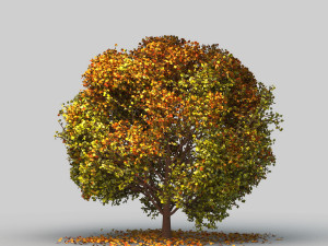 big tree model summer season with wind animation 3D Model